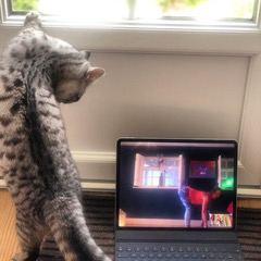 cat zoom yoga class